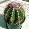 Melocactus_oreas